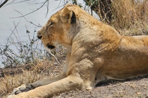 6 Day  kenya wildlife holiday tour