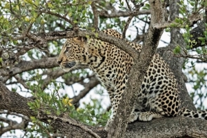 12 DAYS DISCOVER KENYA TANZANIA GAME VIEWING ADVENTURE MARA-NAIVASHA-AMBOSELI-MANYARA- TARANGIRE-SERENGETI-NGORONGORO