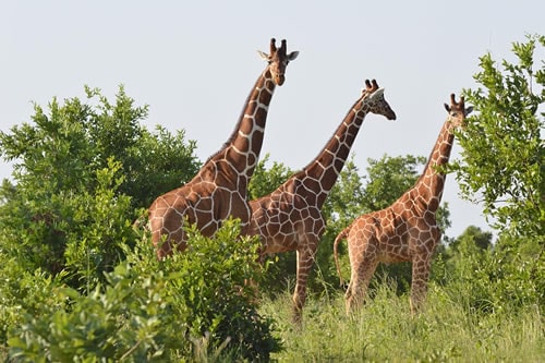 6-days-kenya-luxury-safari