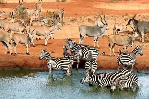 9-days-kenya-holiday-safari