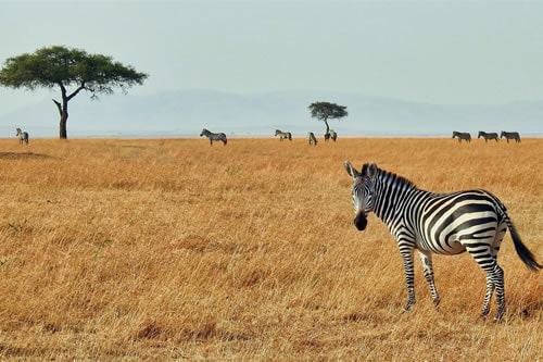 10-days-kenya-holiday