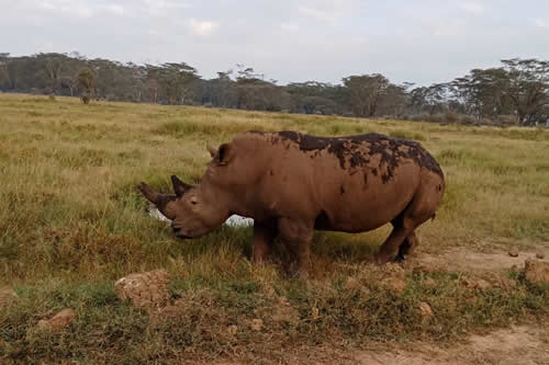 5-days-naivasha-nakuru-masai-mara