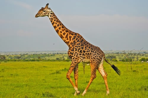 11-days-kenya-tanzania-willife-safari