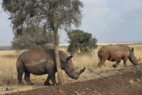 14-days-kenya-tanzania-private-safari