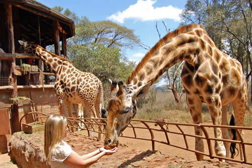 giraffe centre