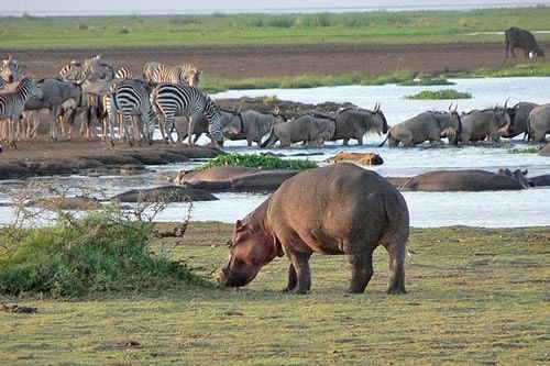 5-days-lake-manyara