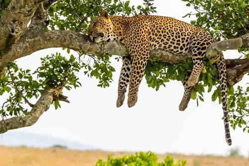 3-days-serengeti-safaris