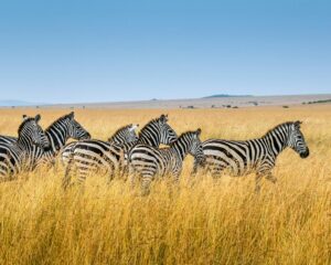 Africa Safari photo gallery