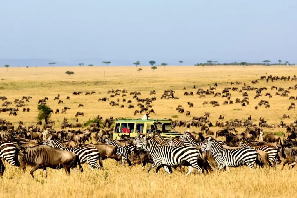 Great Wildebeest Migration Safari | Masai Mara & Serengeti Tours