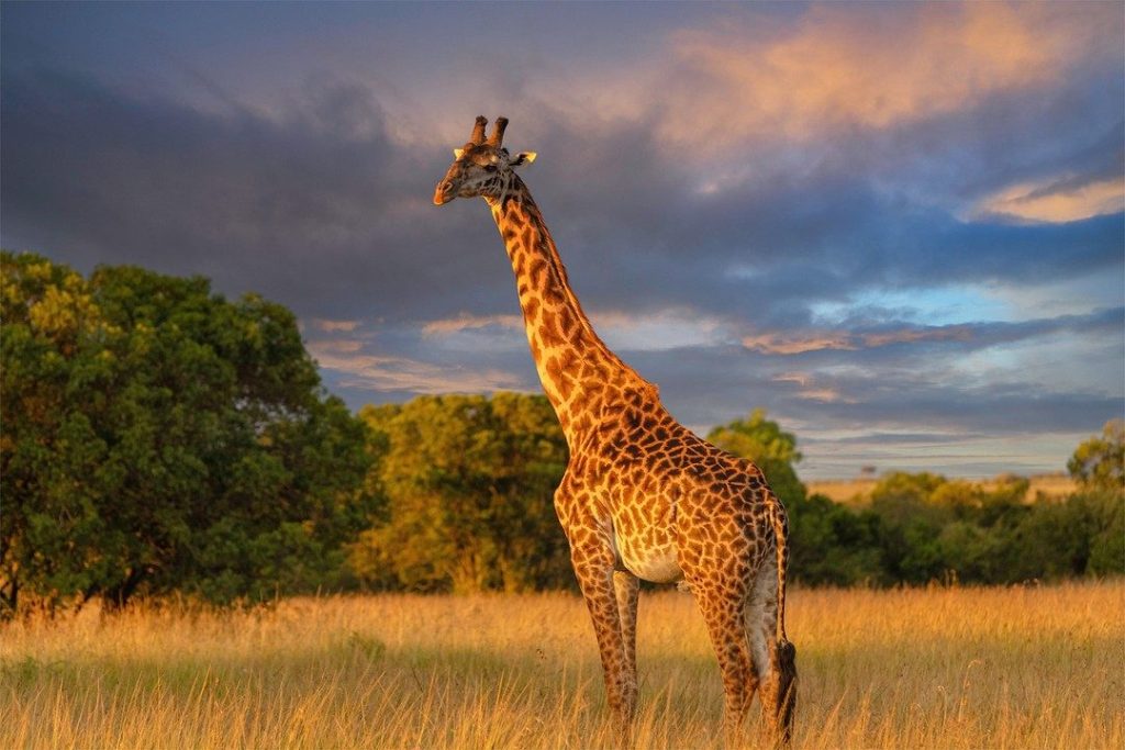 The Ultimate Kenya Safari Experience: A Complete Guide to Exploring Africa’s Wildlife Paradise