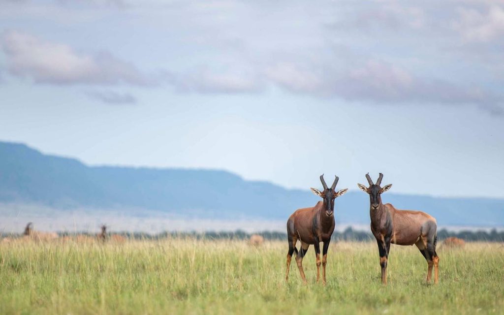 Fly-In Safaris in Kenya