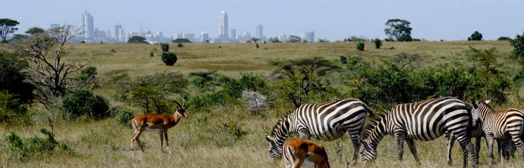 Kenya Wildlife Tour Bookings & Travel Inquiries