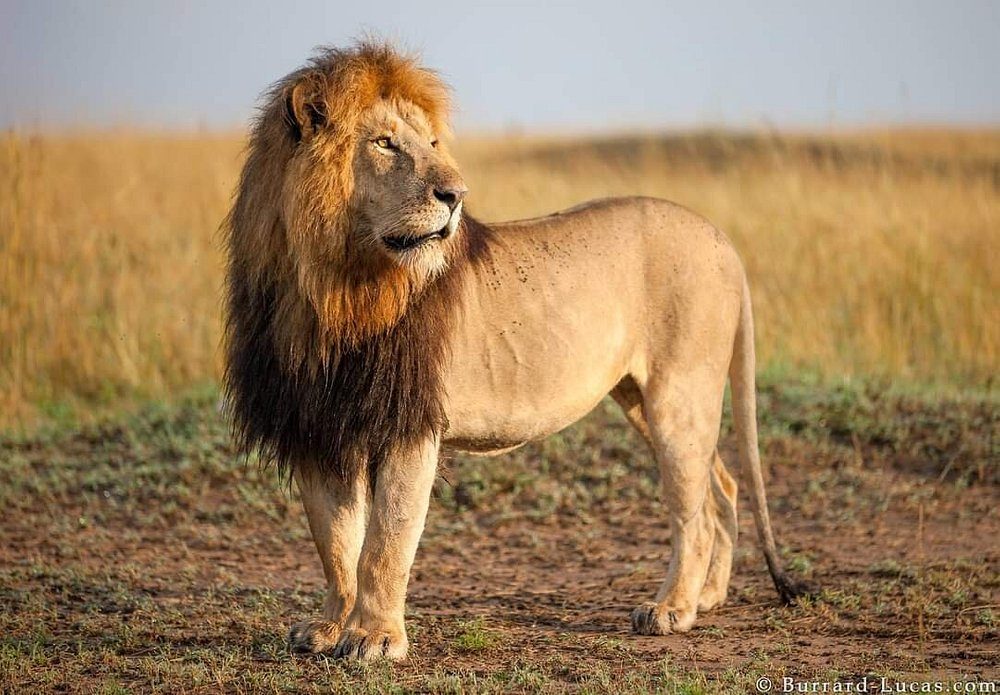 Big 5 Safaris in Kenya Big Five Wildlife Safaris in Kenya