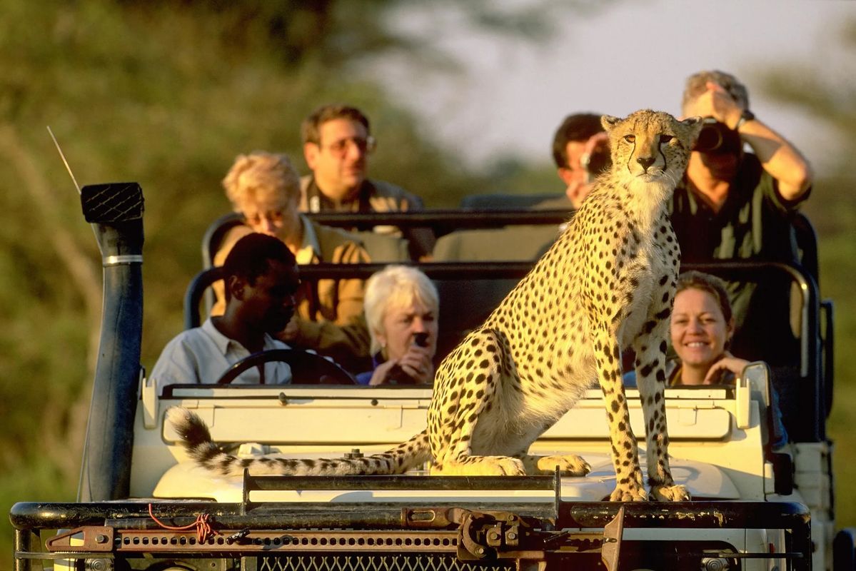 Best 4x4 safari tour for photography Kenya