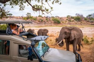 Best Safari Companies in Kenya for International Travelers