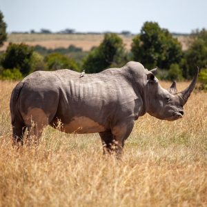 The Ultimate Guided Rhino Tracking on Foot in Kenya Conservation Safari: A Journey to Save the Giants